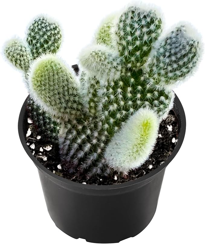 2" Live Succulent 'Bunny Ear Cactus', Rare Succulent Plants Fully Rooted in Pots, Unique House Plant for DIY, Party Favor, Home Office Decoration