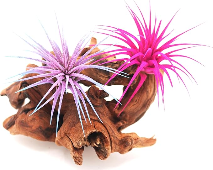 Live Extra Large Tillandsia Ionantha Guatemala Colorful Air Plant 3+ inch Enhanced Color Easy Care Indoor Outdoor Home Decor Gift Airplant by Awesome Industries (Pink XL)