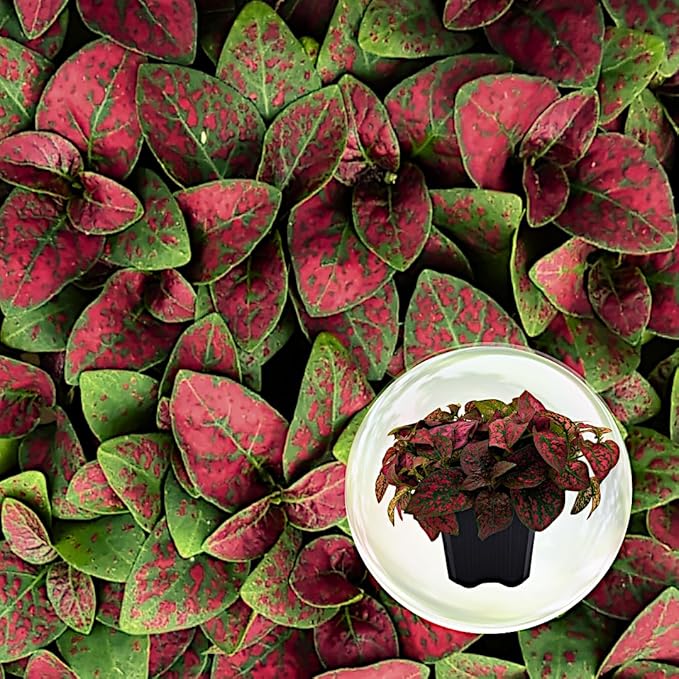 Polka Dot Plant (4-Pack) - Live Houseplants, Small Indoor Plants, Hypoestes Red - Colorful, Air-Purifying House Plants
