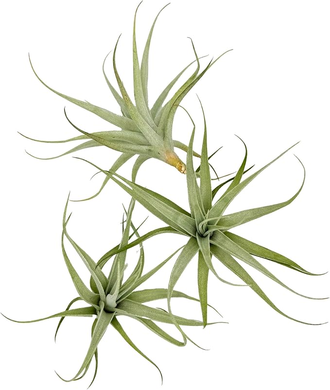 Live Air Plants - Tillandsia Albida 3-5" - 1ct – ragnaroc Live Indoor Plant - Live Arrival Guaranteed - House Plants for Home Decor & Gift