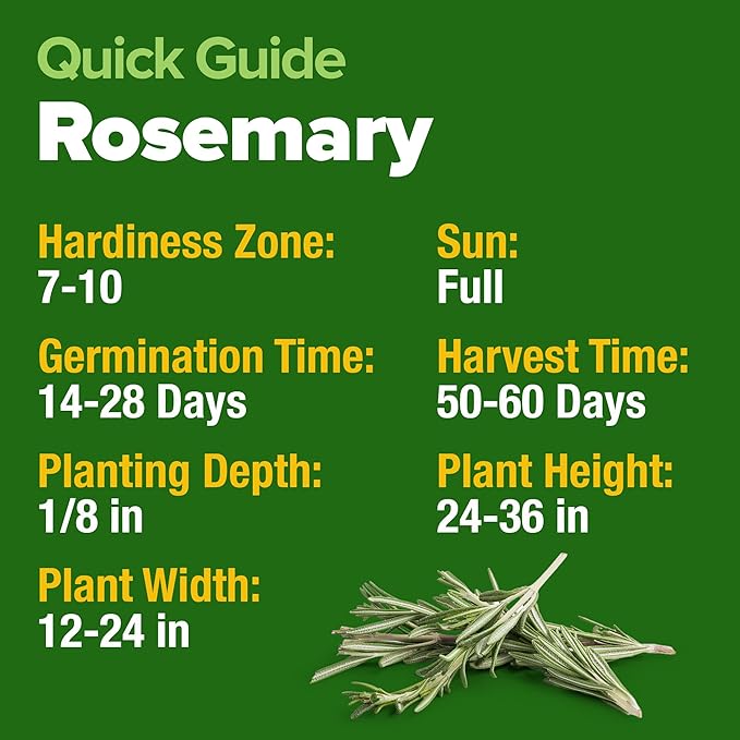HOME GROWN Rosemary Seeds Pack - 300 High Germinating 𝗡𝗢𝗡-𝗚𝗠𝗢, 𝗨𝗦𝗔-𝗦𝗢𝗨𝗥𝗖𝗘𝗗 Heirloom Herb Seeds for Planting in Indoor or Outdoor Herb Gardens (Salvia rosmarinus)