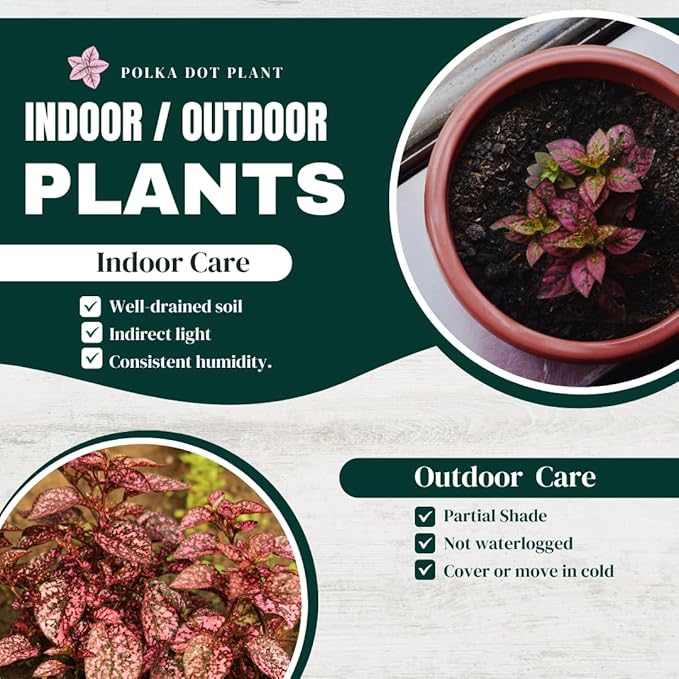 Polka Dot Plant (4-Pack) - Live Houseplants, Small Indoor Plants, Hypoestes Rose - Colorful, Air-Purifying House Plants