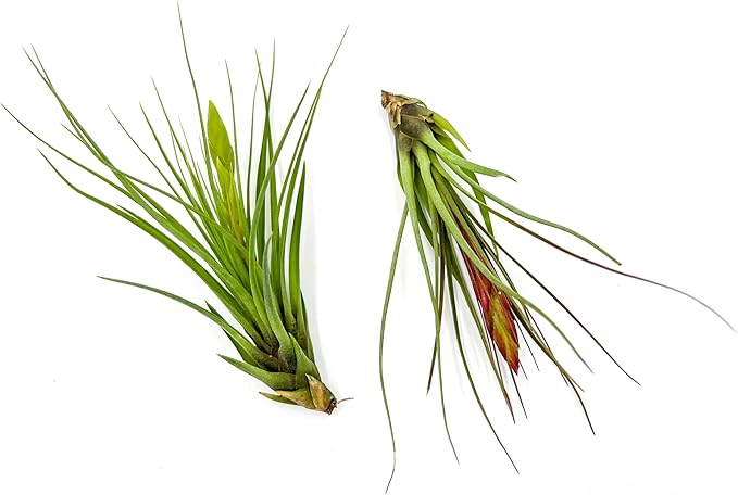 Air Plants - Flowering Tillandsia Melanocrater Tricolor, Large 5" - 2ct - Live Arrival Guaranteed - House Plants for Home Decor & Gift