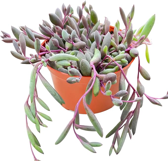 Live Succulents Othonna Capensis Ruby Necklace (4-inch), Succulent Plants Fully Rooted in Pots with Soil, Easy-Care House Plant for DIY, Home Office Decor, Wedding Party Favor