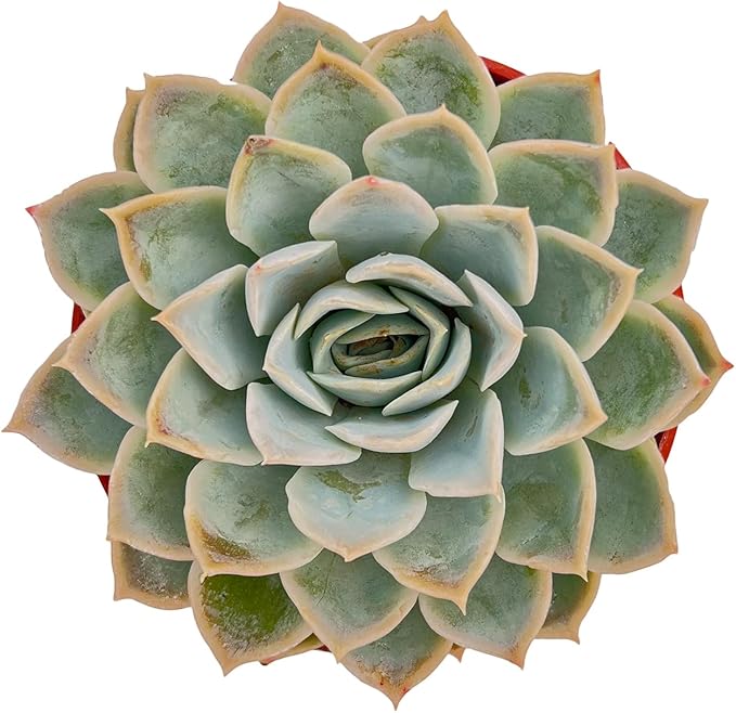 Live Succulent Plants Echeveria 'Joselrin', Easy Care Potted Succulents, Approx 4" D x 5" H, Indoor Houseplant, Unique Gifts, Home Office Décor