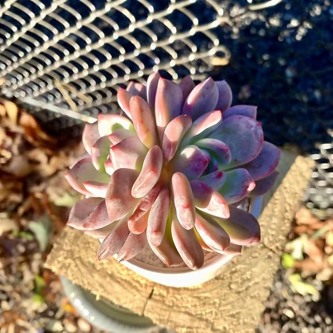 FWPP Live Succulent Echeveria Ariel,3.5 Inches Mini Red Succulents Plants Live,Bare Root Without Pot Soil,Rare House Plants for Gift Party Wedding Garden Baby Shower DIY Decor