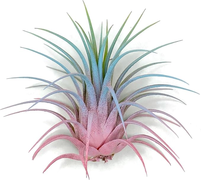 Ionantha Guatemala Tillandsia Air Plant, Guatemala Tillandsia Live Airplant, Healthy Arrival Guaranteed, Great Indoor Plant, Home Decor & Gift (Rainbow #4)