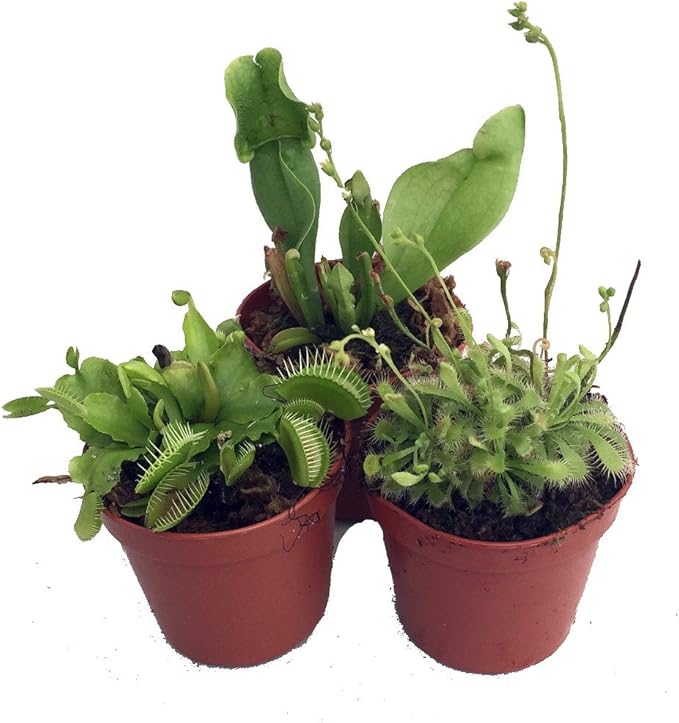 Carnivorous Terrarium Plants - Assortment of 3 Plants in 2" Pots