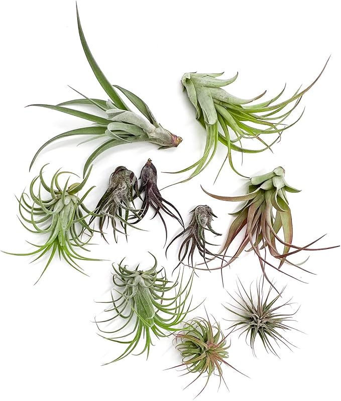 Air Plants - Freyja Gift Box - 10ct - Live Arrival Guaranteed - House Plants for Home Decor & Gift