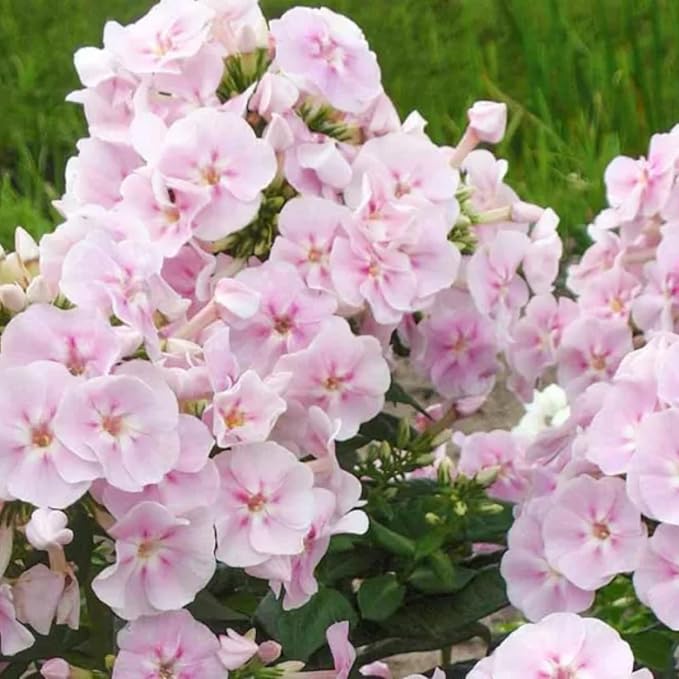 1000+ Phlox Seeds for Planting - Phlox Popstars Seeds Perennial Ground Cover Plants- Annual Flower for Home Garden