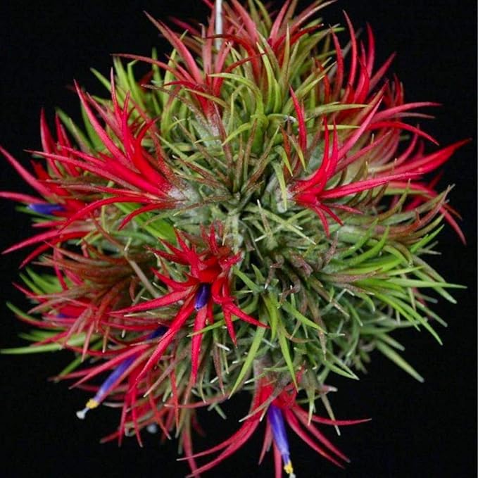Air Plants, Tillandsia Air Plants Live Houseplants for Garden, 14 Red Lonantha Tillandsia Plant, Air Plant for Planting, 2 to 3 Inc Long