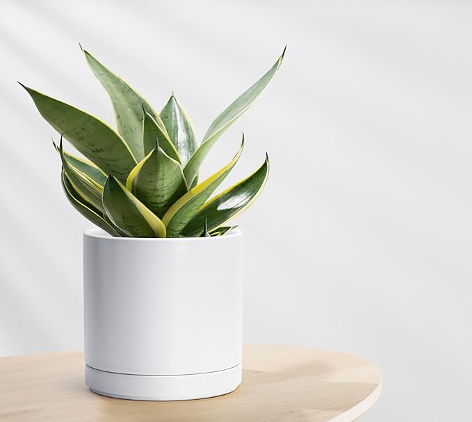 D'vine Dev 8 Inch Ceramic Planter Pot with Drainage Hole and Saucer, Indoor Cylinder Round Planter Pot, White, 94-O-D-1