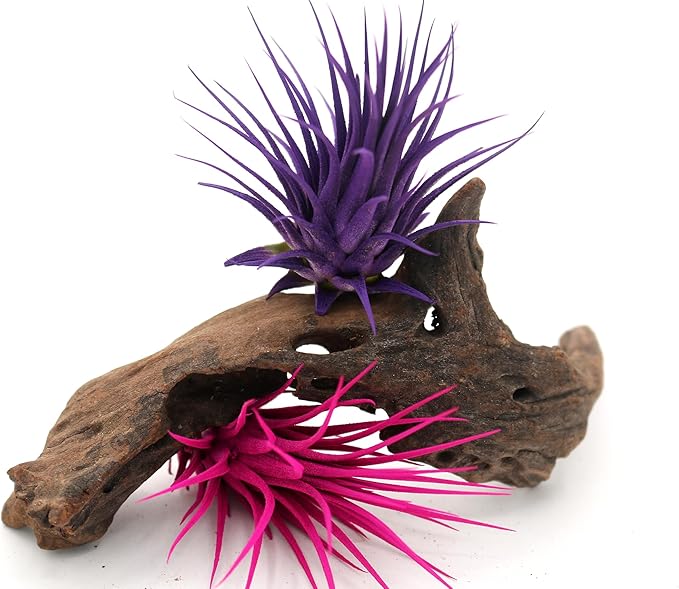 Live Extra Large Tillandsia Ionantha Guatemala Colorful Air Plant 3+ inch Enhanced Color Easy Care Indoor Outdoor Home Decor Gift Airplant by Awesome Industries (Purple XL)