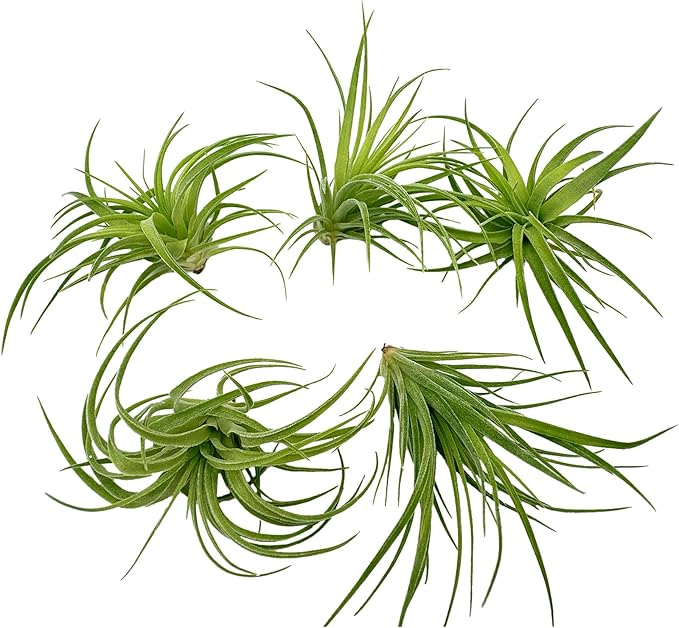 Live Air Plants - Tillandsia Geminiflora 1-3" - 5ct – ragnaroc Live Indoor Plant - Live Arrival Guaranteed - House Plants for Home Decor & Gift
