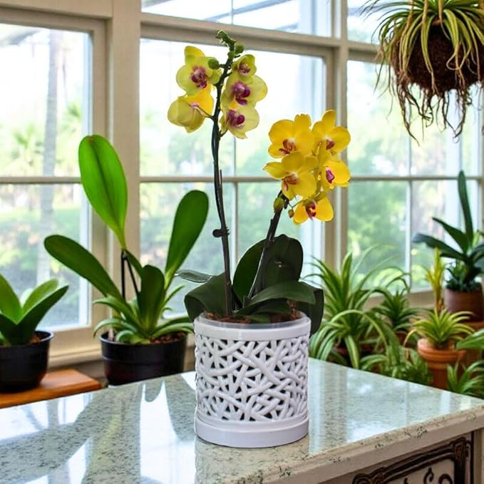 Large Ceramic Orchid Pot with Holes, 6 Inches Wide, for Indoors or Outdoors with Woven String Cut Out Design, Orchid Planters