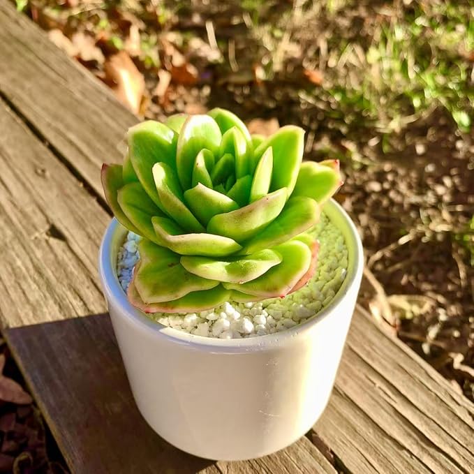 FWPP Succulents Plants Live,Echeveria ice Rose Variegated 3.5 inches Green Mini Indoor Plants,Bare Root Without Pot Soil,Live Plants for Gift Party Wedding Garden Baby Shower DIY Decor