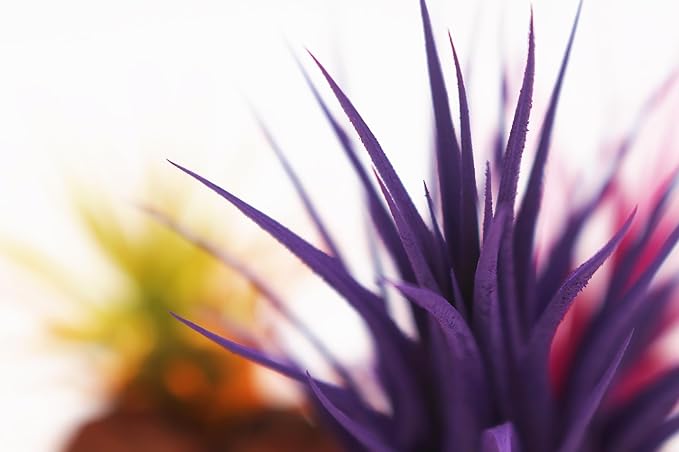 Live Extra Large Tillandsia Ionantha Guatemala Colorful Air Plant 3+ inch Enhanced Color Easy Care Indoor Outdoor Home Decor Gift Airplant by Awesome Industries (Purple XL)