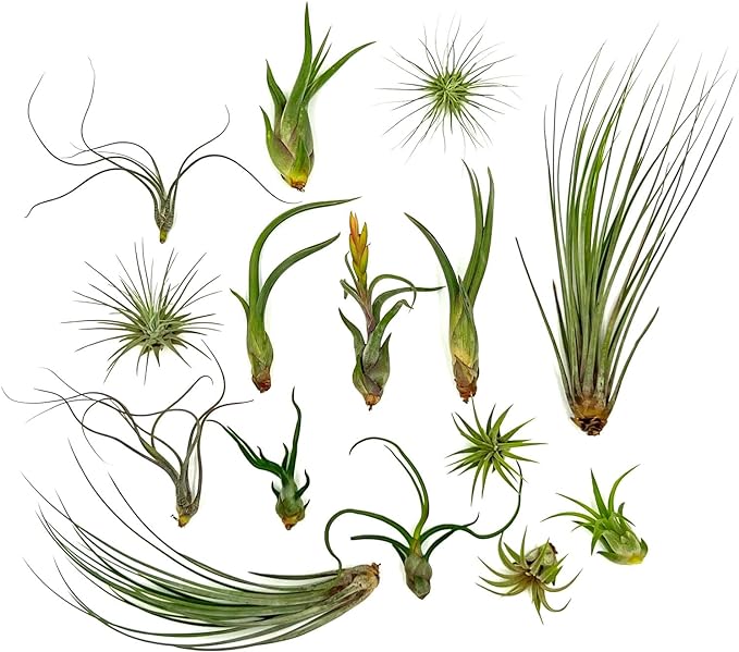 Live Air Plants - Tillandsia Variety, Regular 1-3" - 15ct - Live Arrival Guaranteed, House Plants for Home Decor & Gift