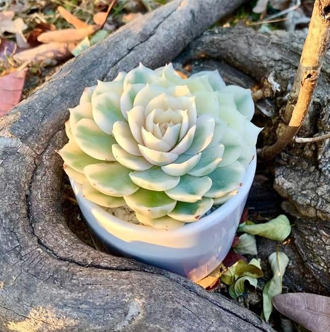 FWPP Live Succulents Plants,Echeveria Onslow Variegated 3.2 inches Mini Indoor Plants,Bare Root Without Pot Soil Live Plant,Succulents Plants Live for Gift Party Wedding Garden Baby Shower DIY Decor