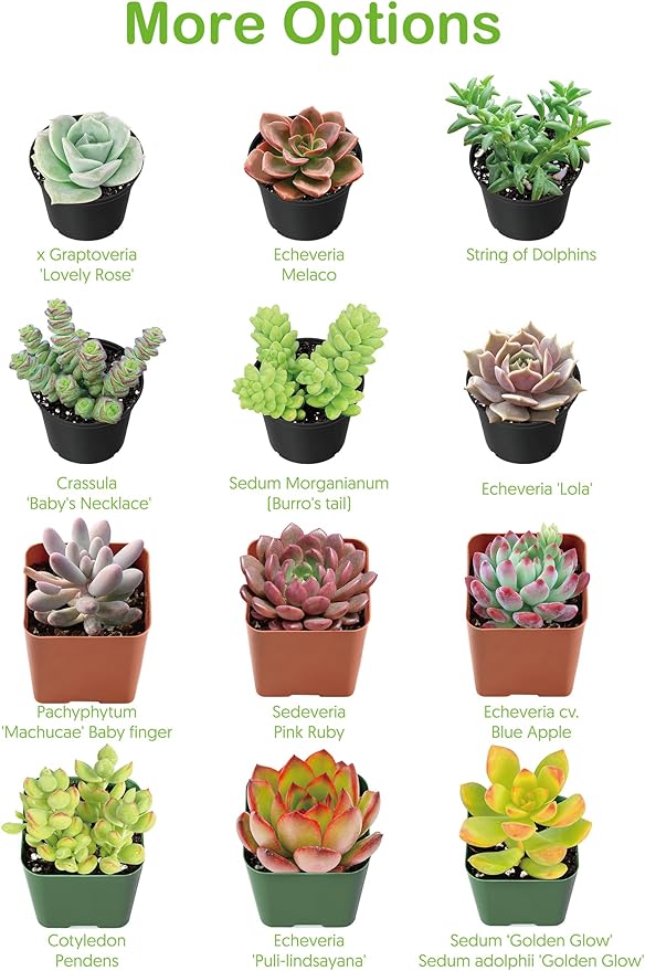 4-inch Succulent Echeveria agavoides 'Lipstick', Live Succulents Plants Fully Rooted in Pots with Soil, Easy-Care House Plants for DIY, Home Office Decoration
