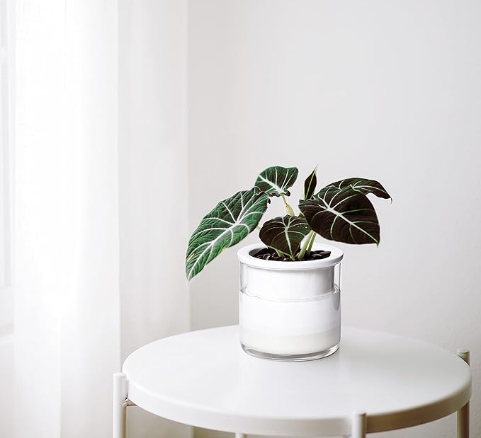 Phoenix Vine 4 Inch Self Watering Planter Pot, Design White Terracotta Pots for Plants, Indoor Cylinder Terra Cotta Pots with Glass Vase, Set of 4, 51-B-E-4