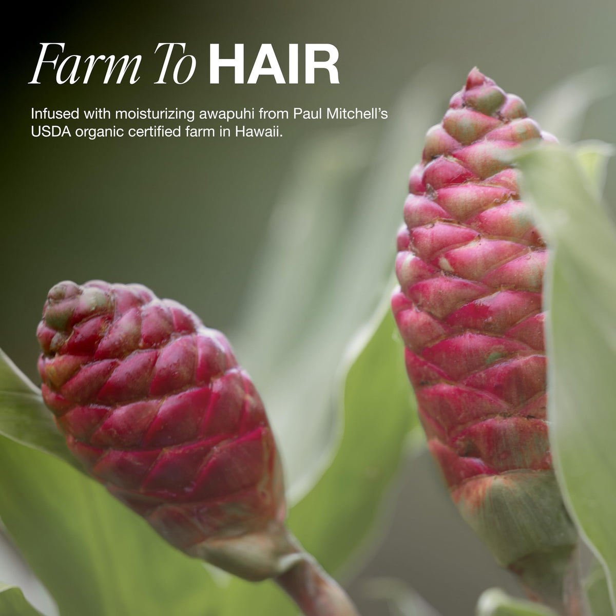 Paul Mitchell Awapuhi Shampoo, Balances Moisture + Adds Shine, For All Hair Types, Especially Fine + Static-Prone Hair, 16.9 fl. oz.
