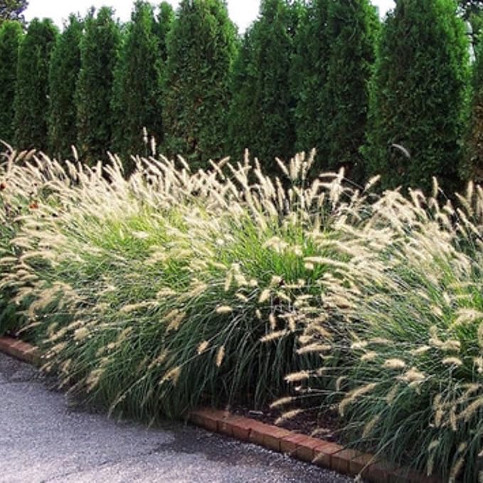 Pack 3 Fountain Grass Plants Live, 5-9 Inch Tall, Ornamental Grasses Live Plants Perennial, Well-Rooted Perennial Grass Clumps (White Fountain Grass)