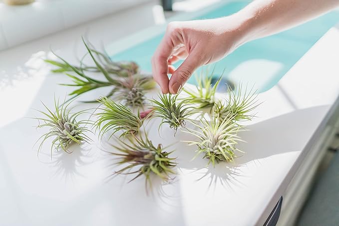 10 Pack Grab Bag Air Plants Gift Wrapped with Tillandsia Usneiodes Spanish Moss - Live Tillandsia - Easy Care House Plant - Succulents - 30 Day Guarantee