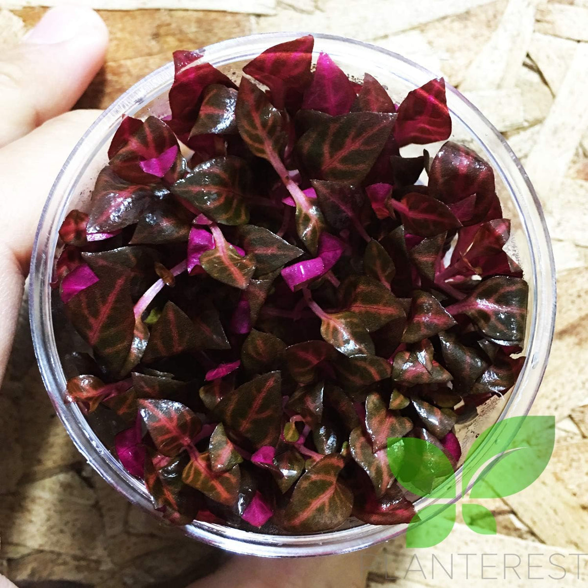 Alternanthera Reineckii Rosanervig Red Tissue Culture Cup Freshwater Live Aquarium Plants Decoration BUY2GET1FREE