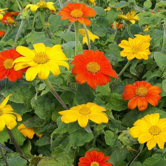 Outsidepride Red Torch Mexican Sunflower Seeds - 2000 Seeds Annual Tithonia, Fast-Growing, Heat & Drought-Tolerant Flower Seeds for Pollinator Gardens, Landscapes, & Flower Arrangements (AAS Winner)