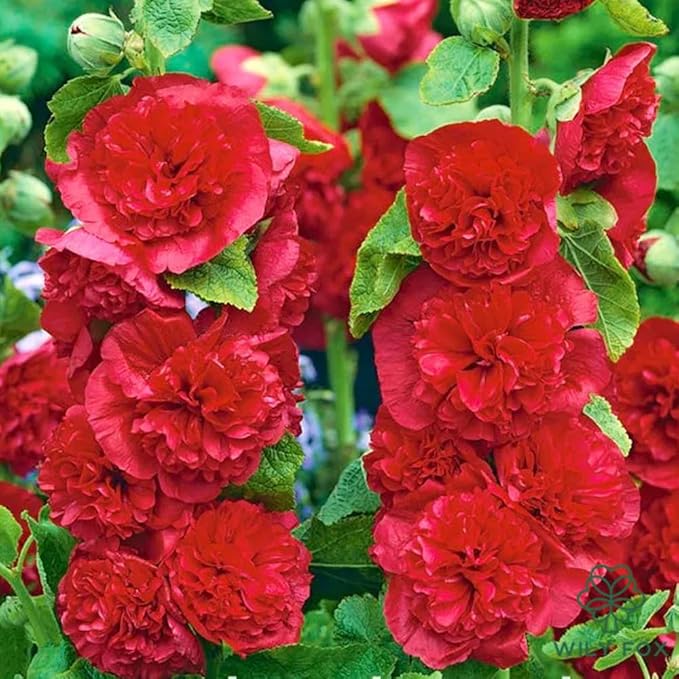Premium Rare Hollyhock Seeds – 100+ Double Red Hollyhock Flower Seeds – Non-GMO, Heirloom Perennial – Showy Blooms for Outdoor Planting (Dwarf Double Red Hollyhock)