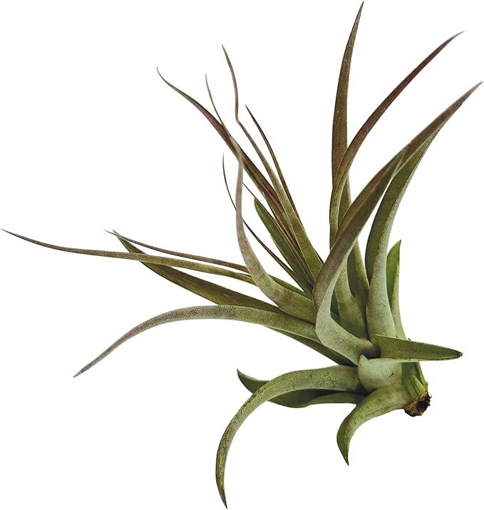 Air Plants - Tillandsia Brachycaulos Multiflora, Jumbo 5-7" - 5 ct - Live Arrival Guaranteed - House Plants for Home Decor & Gift