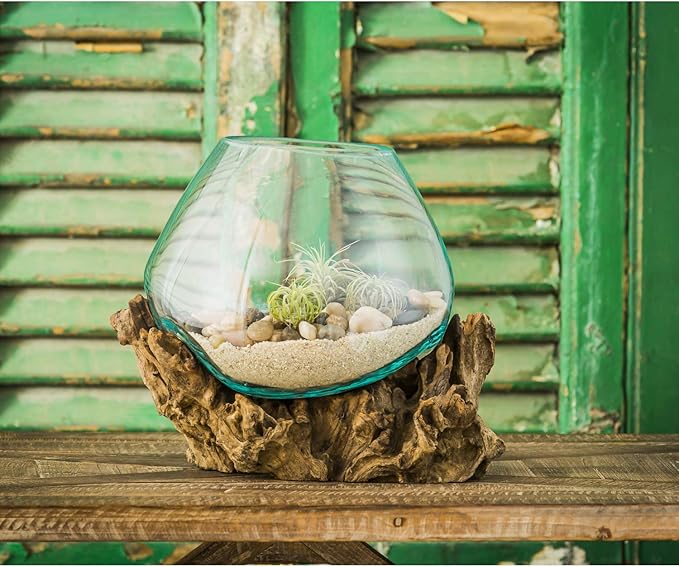 Cape Craftsmen 10" H Hand-Blown Blue Tinted Bubble Glass On Natural Teak Driftwood Terrarium | Home Décor Indoor Planter with Stand | Pot for Succulent and Plants
