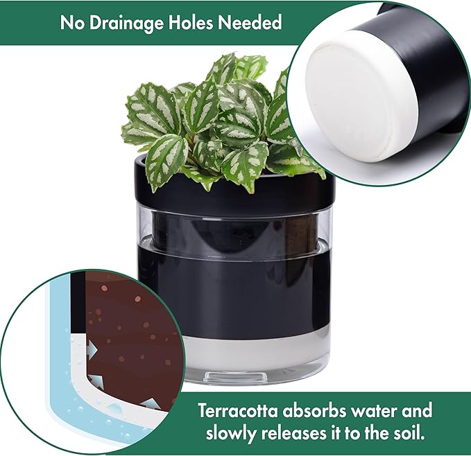 Phoenix Vine 6 Inch 4 Inch Self Watering Terracotta Planter, Black Terracotta Clay Pot with Glass Reservoir for Indoor Plants, Herbs, Flowers, 52-C-G-46
