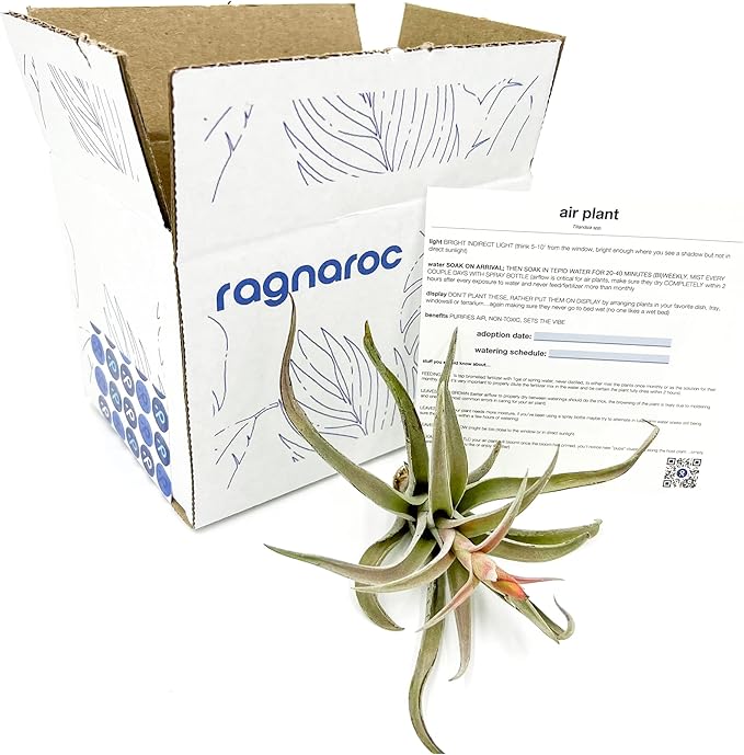 Air Plants - Flowering Tillandsia Harrisii, Large 3-5" - 1ct - Live Arrival Guaranteed - House Plants for Home Decor & Gift