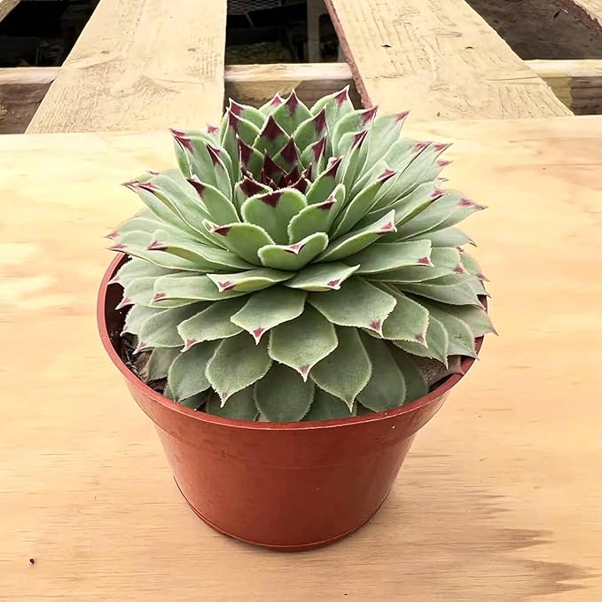 4-inch Succulent Sempervivum calcareum, Live Succulents Plants Fully Rooted in Pots with Soil, Easy-Care House Plants for DIY, Home Office Decoration