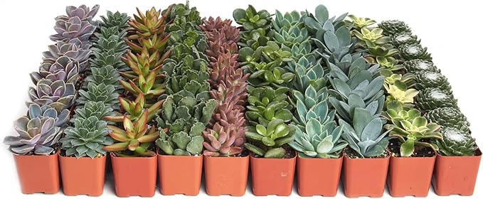 Shop Succulents Assorted Succulent Plant Pack Collection - Live Mini Succulent Plants, Low Maintenance, Mixture of Colors & Textures - Wedding and Party Favors, Gift & Garden, Pack of 40