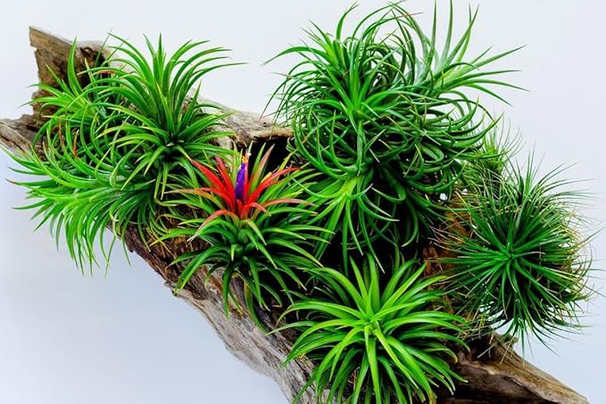 8 Air Plants, Tillandsia Air Plants Live Houseplants for Garden, Red Lonantha Tillandsia Plant, Air Plant