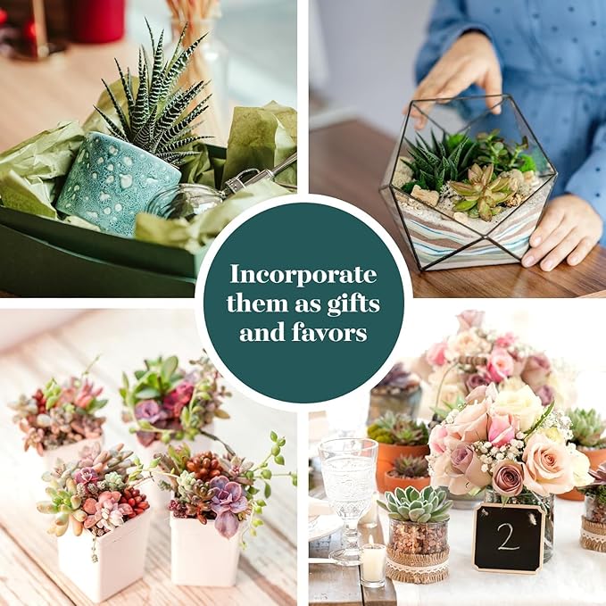 Shop Succulents Unique Succulent Plant Pack Collection - Live Mini Succulent Plants, Low Maintenance, Exceptional Colors & Textures - Wedding and Party Favors, Gift & Garden, Pack of 12