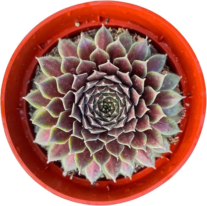 Live Succulents Sempervivum 'Stansfieldii' (4-inch), Succulent Plants Fully Rooted in Pots with Soil, Easy-Care House Plant for DIY, Home Office Decor, Wedding Party Favor