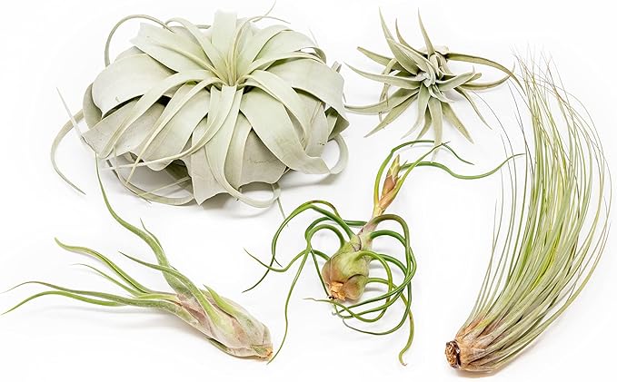 5 Pack of Large Tillandsia Air Plants - Xerographica, Juncea, Bulbosa, Caput Medusae & Harrisii- Live Succulent House Plants Availabe in Wholesale and Bulk - Easy Care Indoor and Outdoor Plant