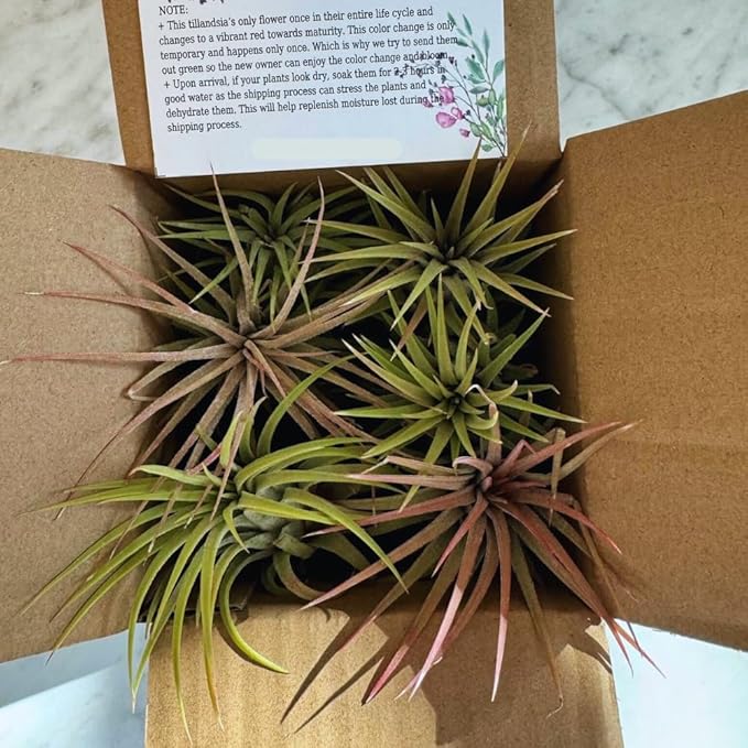 8 Air Plants, Tillandsia Air Plants Live Houseplants for Garden, Red Lonantha Tillandsia Plant, Air Plant