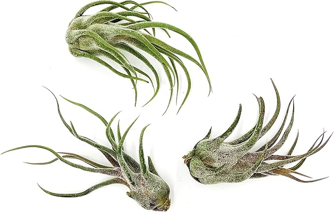 Air Plants - Tillandsia Pruinosa, Large 3-5" - 3ct - Live Arrival Guaranteed - House Plants for Home Decor & Gift