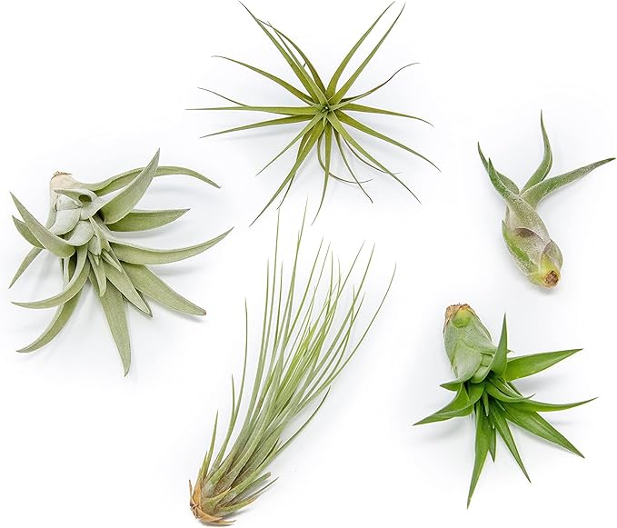 5 Pack of Classic Air Plants Variety - Live Succulent House Plants - Available in Wholesale and Bulk - Home and Garden Decor - Easy Care Indoor/Outdoor Air Plant