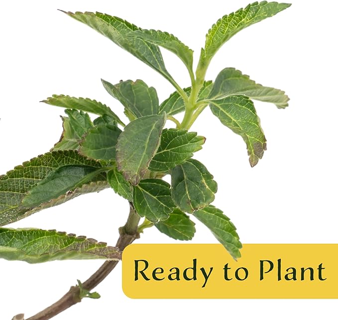 6 Dallas Red Lantana | Live Plants in 2.5-inch Nursery Cubes | Lantana Camara 'Dallas Red' Variety | Hardy Evergreen Perennial Shrub | Fiery Vibrant Blooms for Home & Garden