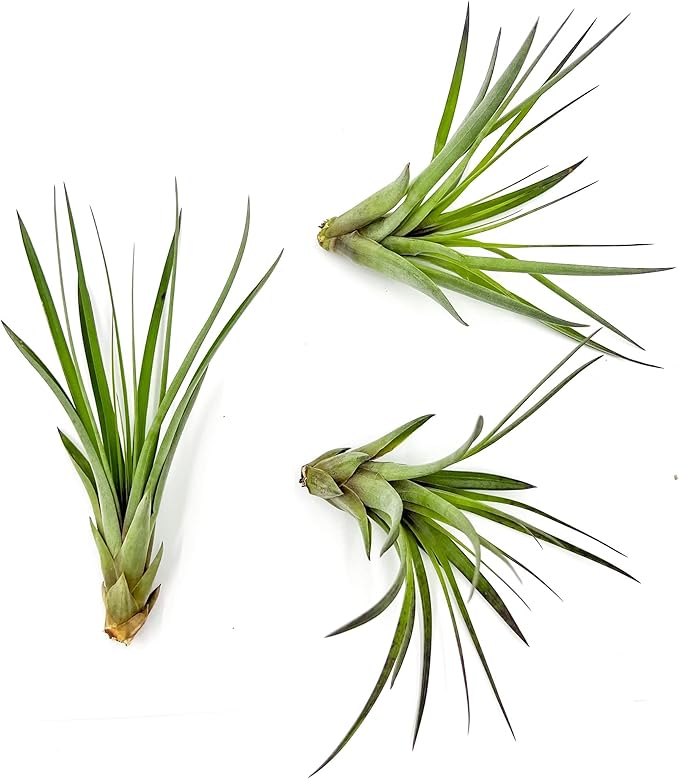 Air Plants - Tillandsia Fasciculata Tricolor, Large 4-6" - 3ct - Live Arrival Guaranteed - House Plants for Home Decor & Gift