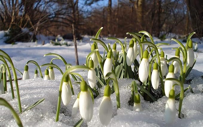 Snowdrops - Galanthus Nivalis - 15 Bulbs Per Pack