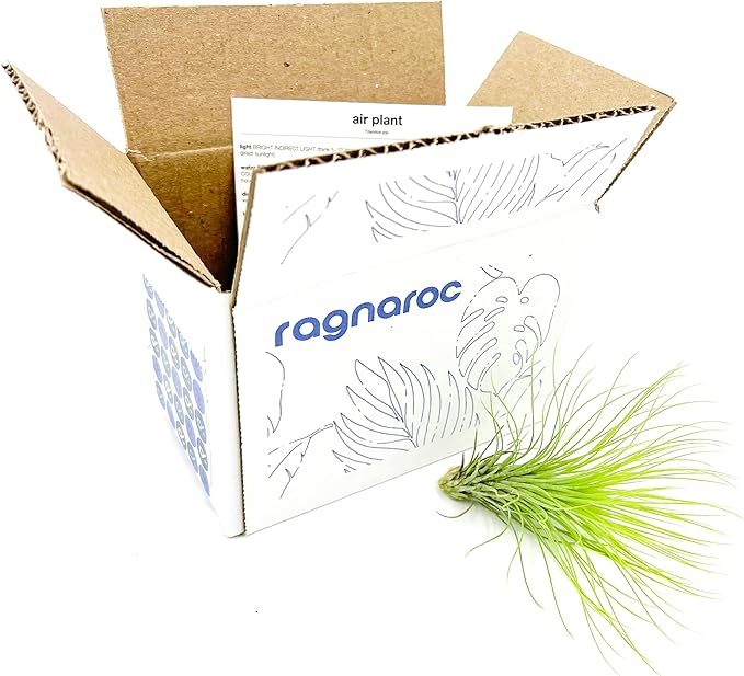 Air Plants - Tillandsia Andreana, Large 4-6" - 1ct - Live Arrival Gauranteed - House Plants for Home Decor & Gift