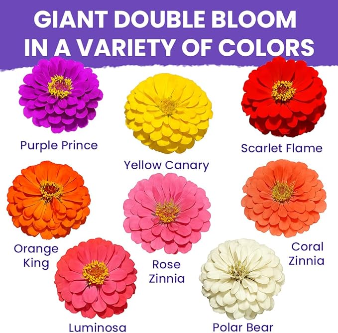 NatureZ Edge Zinnia Seeds for Planting Outdoors – California Giants Flower Seeds, Bulk Semillas de Flores para Sembrar, 1 Oz