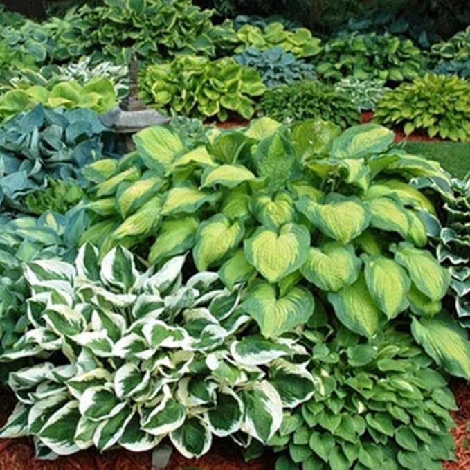 Ultimate Hosta Garden Collection 6-Pack of Bare Roots Hardy Mixed Heart-Shaped Hosta - Rich Green Foliage, Low Maintenance, Heart Shaped Leaves Great Perennials - 1000'S Sold